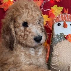 Boy 1 - Saint Berdoodle puppy in Huntington Station, New York from R & C's for the Love of Doodles