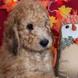 Boy 1 - Saint Berdoodle puppy in Huntington Station, New York from R & C's for the Love of Doodles