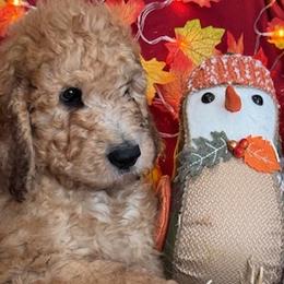 Boy 1 - Saint Berdoodle puppy in Huntington Station, New York from R & C's for the Love of Doodles