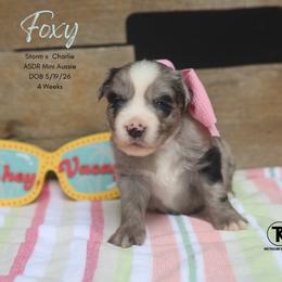 Foxy - Blue Merle Female - Blue merle female Miniature Australian Shepherd puppy in Nacogdoches, Texas from TK Standard, Mini, & Toy Aussies