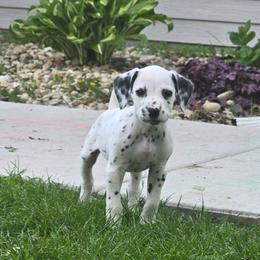 Siren - White and black male Dalmatian puppy in Janesville, Wisconsin from Legacy Dalmatians