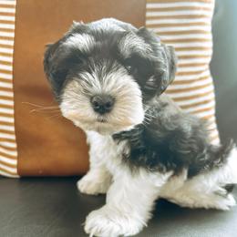 Chip - Parti male Miniature Schnauzer puppy in Cheney, Washington from Rolling Hills Schnauzers