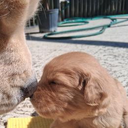 Golden Retrievers from Cor Auri Golden Retrievers