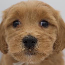 White - Apricot female Goldendoodle puppy in Medina, Ohio from Farmer Doodles