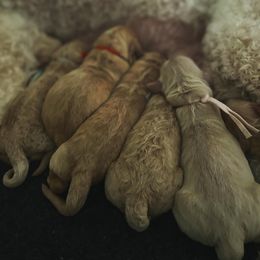 Goldendoodle Puppies from King Family Doodles