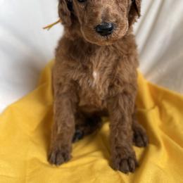 Cupid - Red  male Poodle puppy in Mount Vernon, Illinois from AMC Poodles