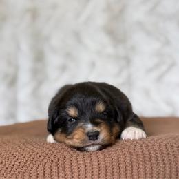 Girl 3 - Black tri-color female Australian Shepherd puppy in Argyle, Iowa from Country Time Kennels