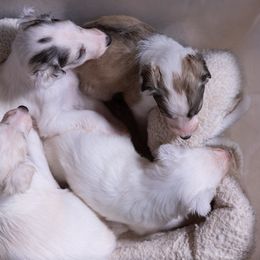 Silken Windhound Puppies from Allagante Silkens