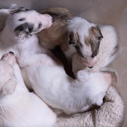 Silken Windhound Puppies from Allagante Silkens