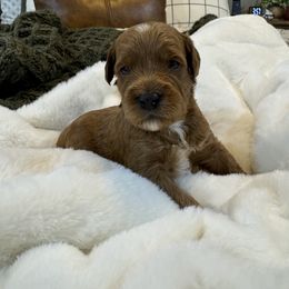 Goldendoodle and Maltipoo Puppies from Jessica's Maltipoo and Goldendoodle