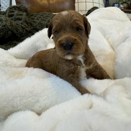Goldendoodle and Maltipoo Puppies from Jessica's Maltipoo and Goldendoodle