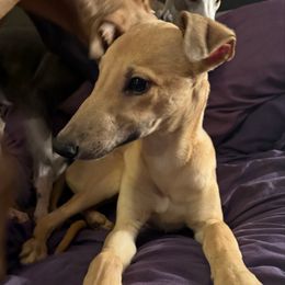 Santino - Fawn male Greyhound puppy in Florida from Running to Stand Still (RTSS)