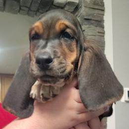 Maximus - Black brown and white male Basset Hound puppy in Newton Grove, North Carolina from MGA Basset Hound
