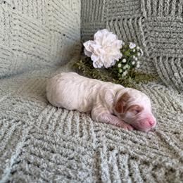 Benedict - Parti male Goldendoodle puppy in Barstow, California from Golden Desert Doodles