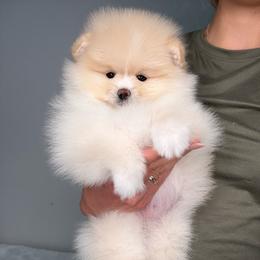 Girl 1 - Cream female Pomeranian puppy in Denver, Colorado from Diana's Pomeranians
