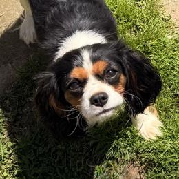 Bailey - Cavalier King Charles Spaniel