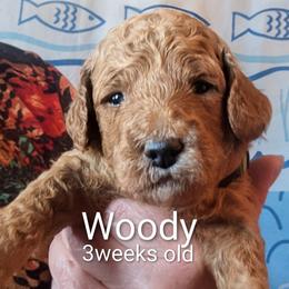 Woody - Green Collar - Red  male Goldendoodle puppy in Citrus Heights, California from Grandpaw's Golden Doodles