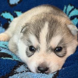 Zeus - Gray and white male Siberian Husky puppy in Amery, Wisconsin from Sovereign Siberians