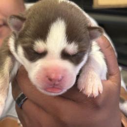 Siberian Husky Puppies from Ice Blue Legacy Siberians Huskies