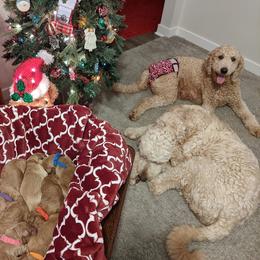 Goldendoodle Puppies from Lu Doodles
