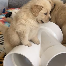Golden Retriever Puppies from Evergrace Goldens