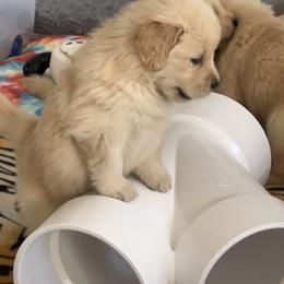 Golden Retriever Puppies from Evergrace Goldens