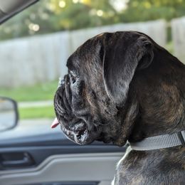 Yasha - Boxer