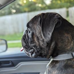 Yasha - Boxer