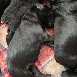 Boy 5 - Black male Giant Schnauzer puppy in Mcneal, Arizona from Olympian Giant Schnauzers and Westie’s!