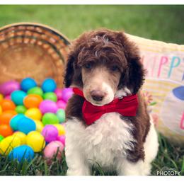 Poodle Puppies from The Parti Collection