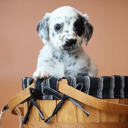 Cream - White and black female Dalmatian puppy in Cottage Grove, Oregon from Hidden Hills Dalmatians