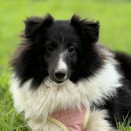 Jinx - Shetland Sheepdog