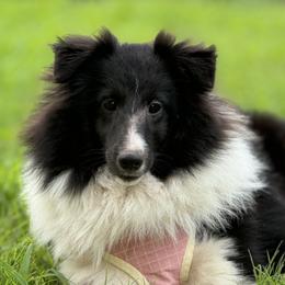 Jinx - Shetland Sheepdog