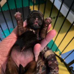 Miracle - Red and tan female Shih Tzu puppy in Clarksburg, West Virginia from Pilgrim Shih tzu