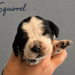 Squirrel - Tri-Roan female English Springer Spaniel puppy in Fort White, Florida from Thunderbird Springers