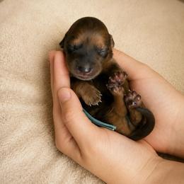 Blue Boy - Chocolate and tan male Dachshund puppy in Crandall, Texas from The Weenie Hut LLC