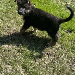 German Shepherd Puppies from MK German Shepherds LLC