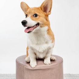 Pembroke Welsh Corgi All Grown Up from G.G.'s Corgis