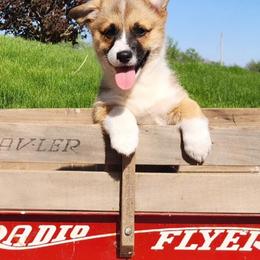 Sparrow - Sable female Pembroke Welsh Corgi puppy in Pine Village, Indiana from NL Horsemanship
