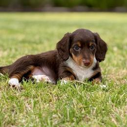 Penny Ann - Piebald female Dachshund puppy in Queen Creek, Arizona from Jolly Rogers Dachshunds