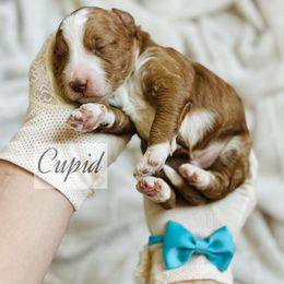 MINI Cupid - Red  male Goldendoodle puppy in Naples, Florida from Paradise Coast Doodles
