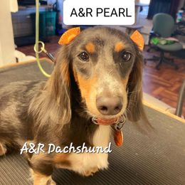 Pearl - Dachshund