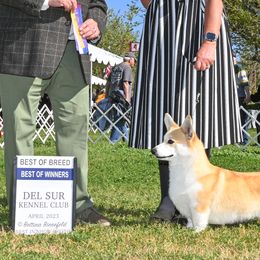 Whiskey - Pembroke Welsh Corgi