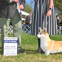 Whiskey - Pembroke Welsh Corgi