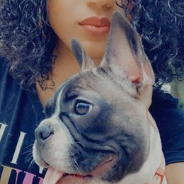 French Bulldogs from South House Bulldogs