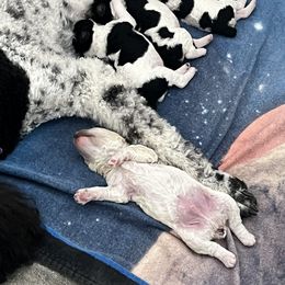 Poodle puppies from Angelic Goldens