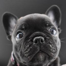 Miss Margarita - Brindle female French Bulldog puppy in Vancouver, Washington from Leash Candy Frenchies