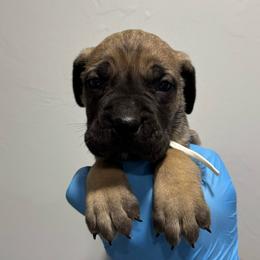Male 4 - Fawn male Cane Corso puppy in Cashion, Oklahoma from APEXOK Cane Corsos LLC