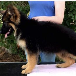 German Shepherd Puppies from Majestic Royal German Shepherd’s