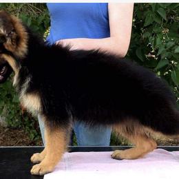 German Shepherd Puppies from Majestic Royal German Shepherd’s